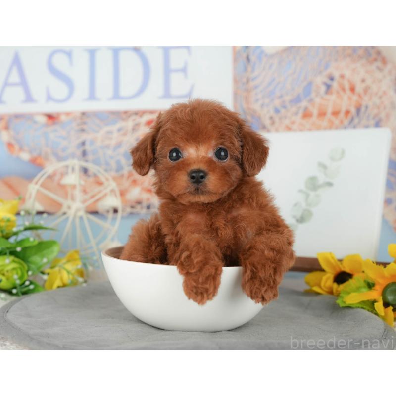 販売中の千葉県のトイプードル-427405の10枚目