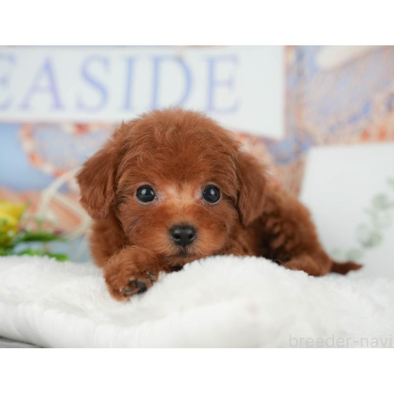 販売中の千葉県のトイプードル-427405の9枚目