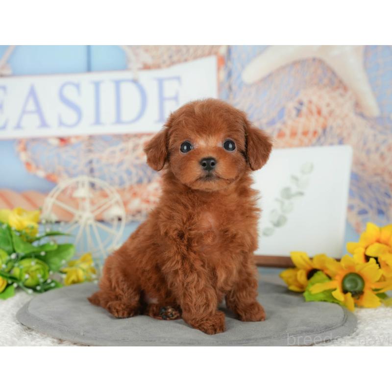 販売中の千葉県のトイプードル-427405の8枚目