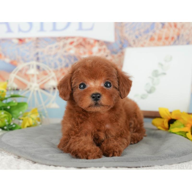 販売中の千葉県のトイプードル-427405の7枚目