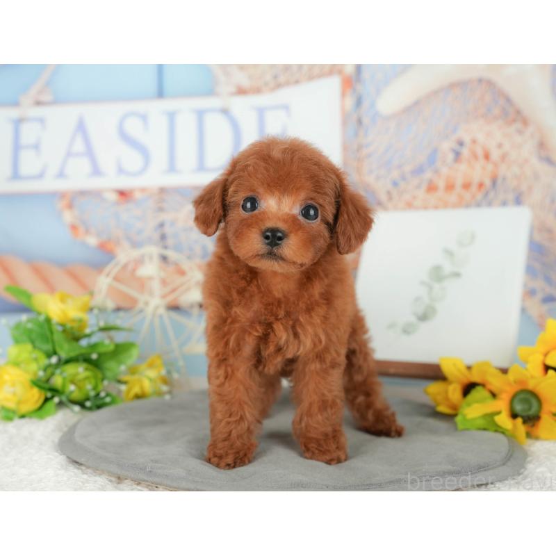 販売中の千葉県のトイプードル-427405の6枚目