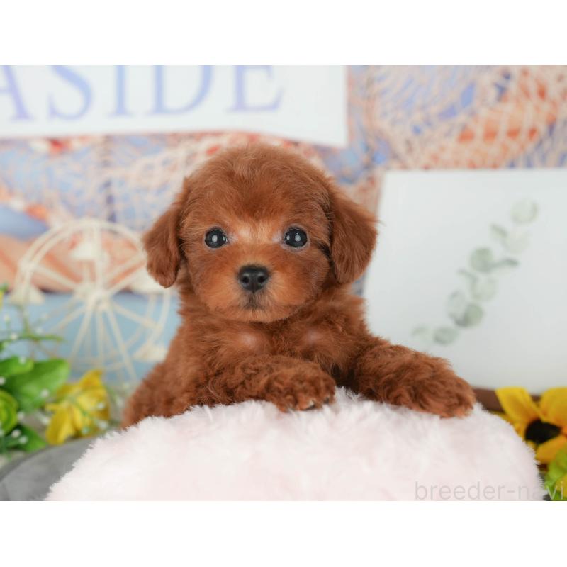 販売中の千葉県のトイプードル-427405の4枚目