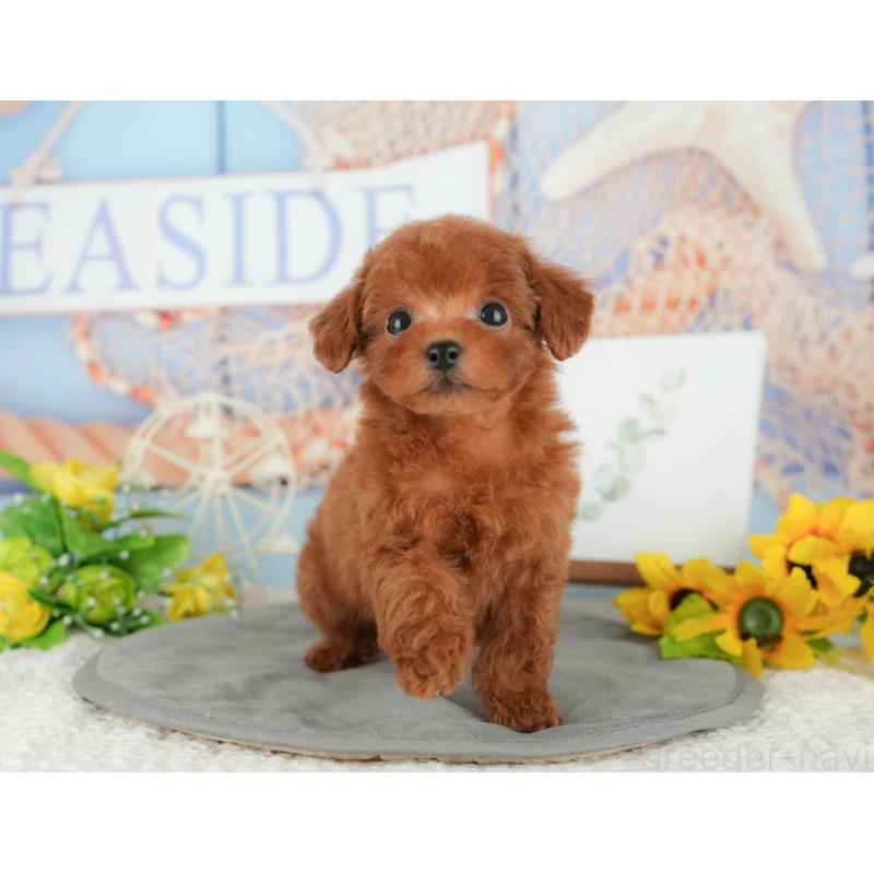 販売中の千葉県のトイプードル-427405の3枚目