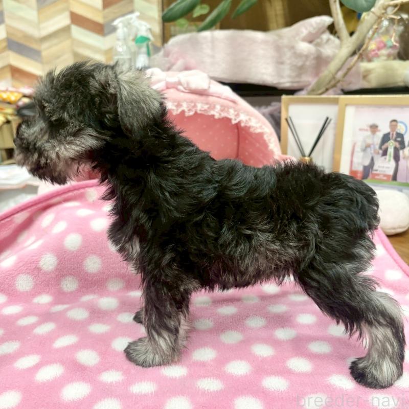 販売中の大阪府のミニチュアシュナウザー-427404の9枚目