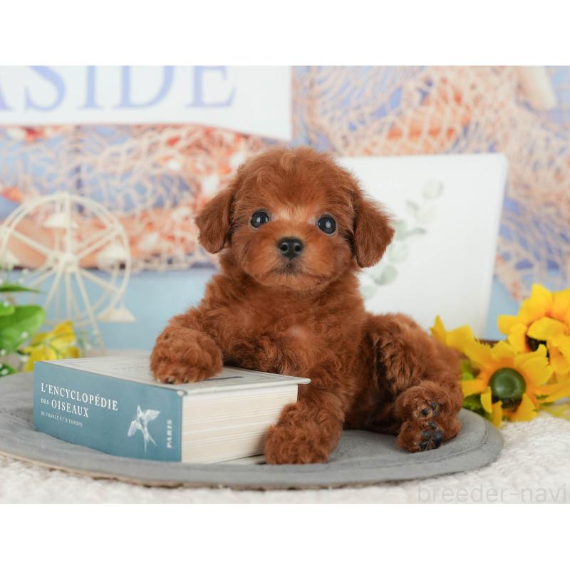 販売中の千葉県のトイプードル-427405の2枚目