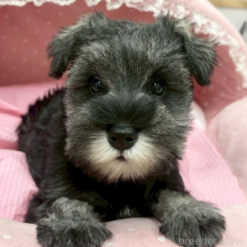 販売中の大阪府のミニチュアシュナウザー-427404の8枚目