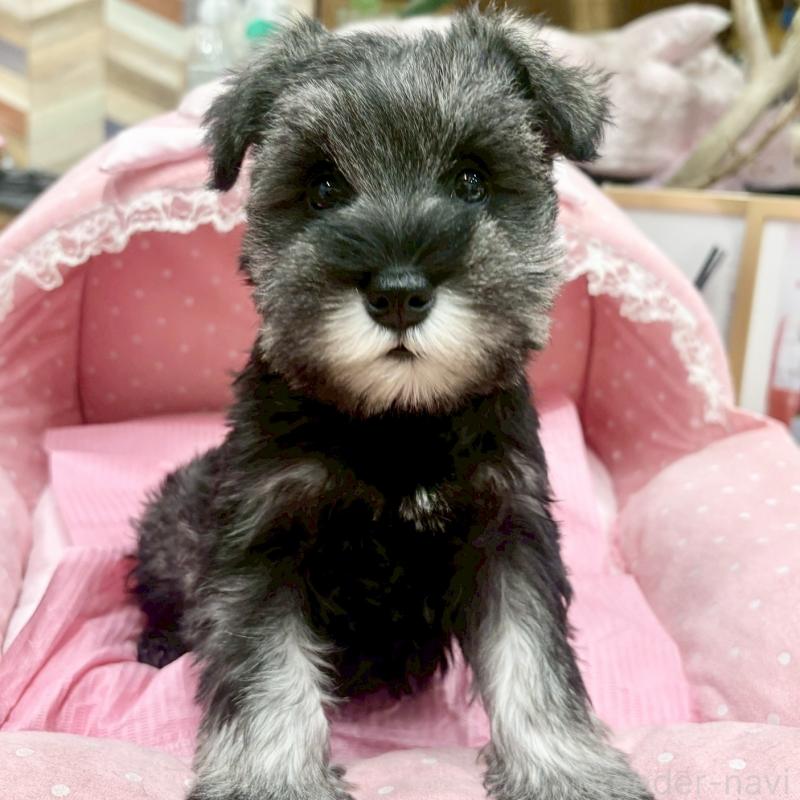 販売中の大阪府のミニチュアシュナウザー-427404の7枚目