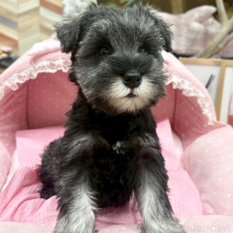 販売中の大阪府のミニチュアシュナウザー-427404の6枚目