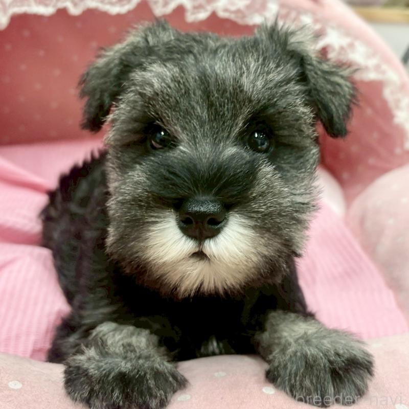 販売中の大阪府のミニチュアシュナウザー-427404の5枚目