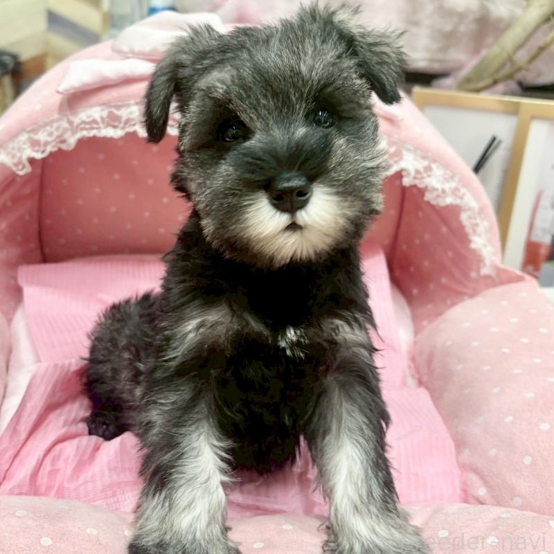 販売中の大阪府のミニチュアシュナウザー-427404の4枚目