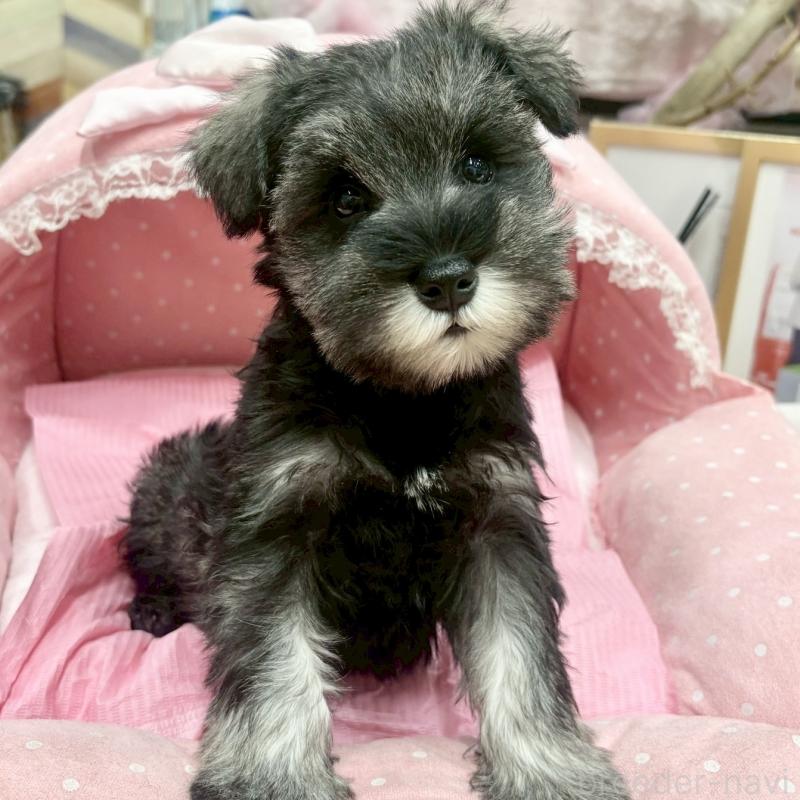 販売中の大阪府のミニチュアシュナウザー-427404の3枚目