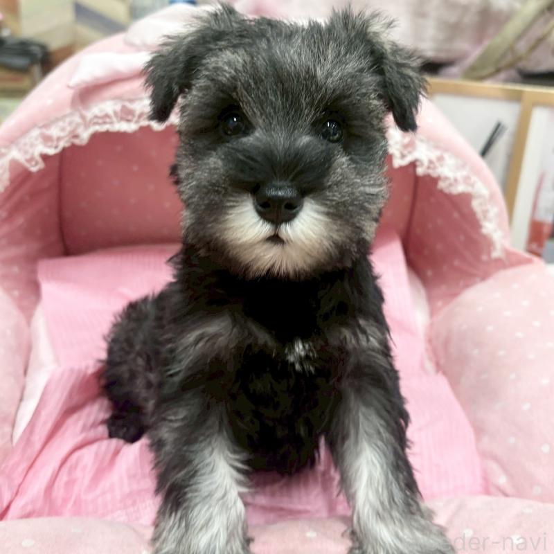 販売中の大阪府のミニチュアシュナウザー-427404の2枚目