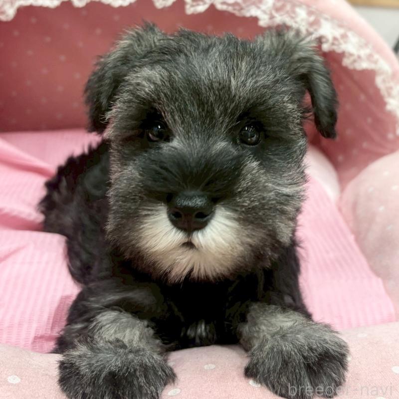 販売中の大阪府のミニチュアシュナウザー-427404の1枚目