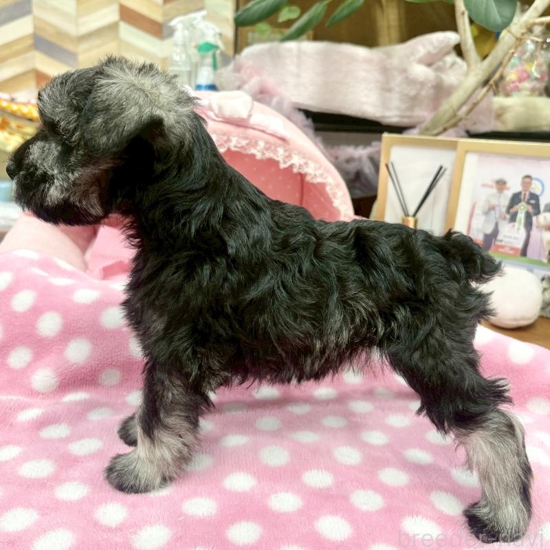 販売中の大阪府のミニチュアシュナウザー-427410の9枚目