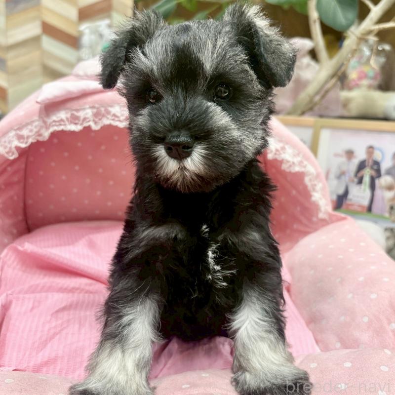 販売中の大阪府のミニチュアシュナウザー-427410の8枚目