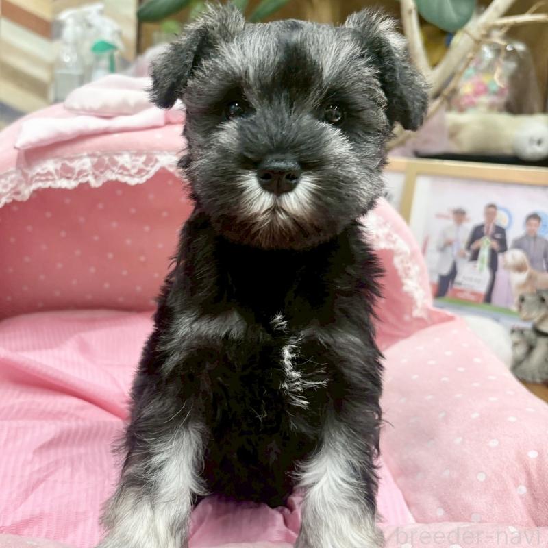 販売中の大阪府のミニチュアシュナウザー-427410の7枚目