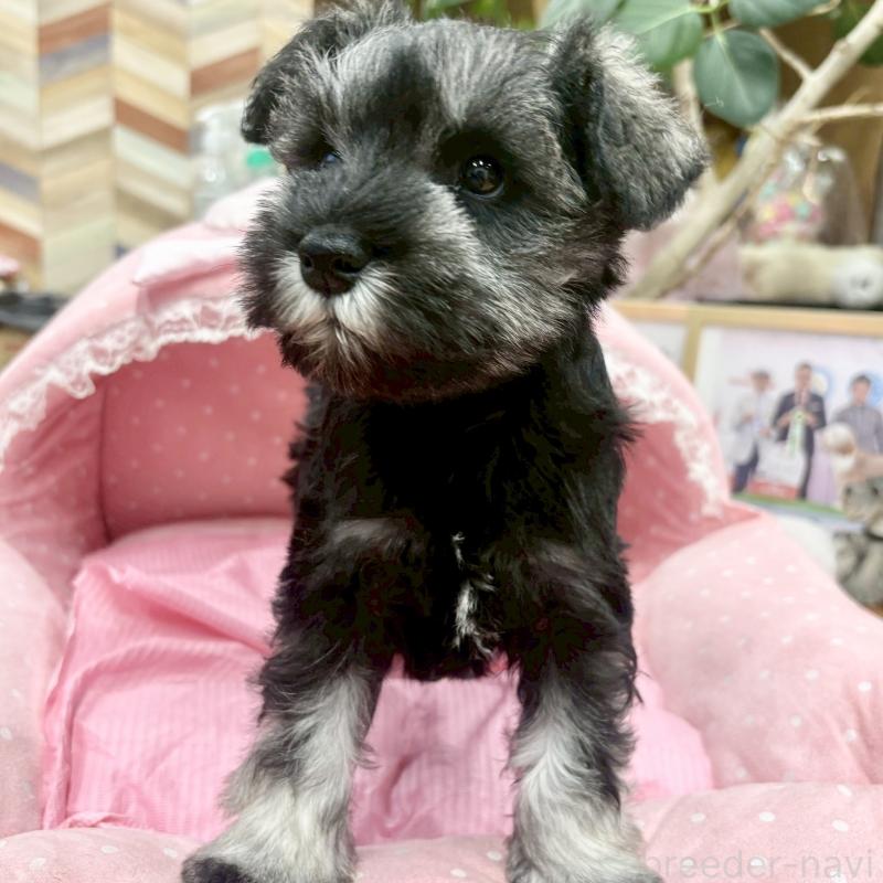 販売中の大阪府のミニチュアシュナウザー-427410の6枚目