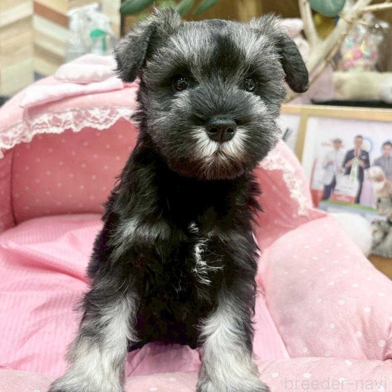 販売中の大阪府のミニチュアシュナウザー-427410の5枚目