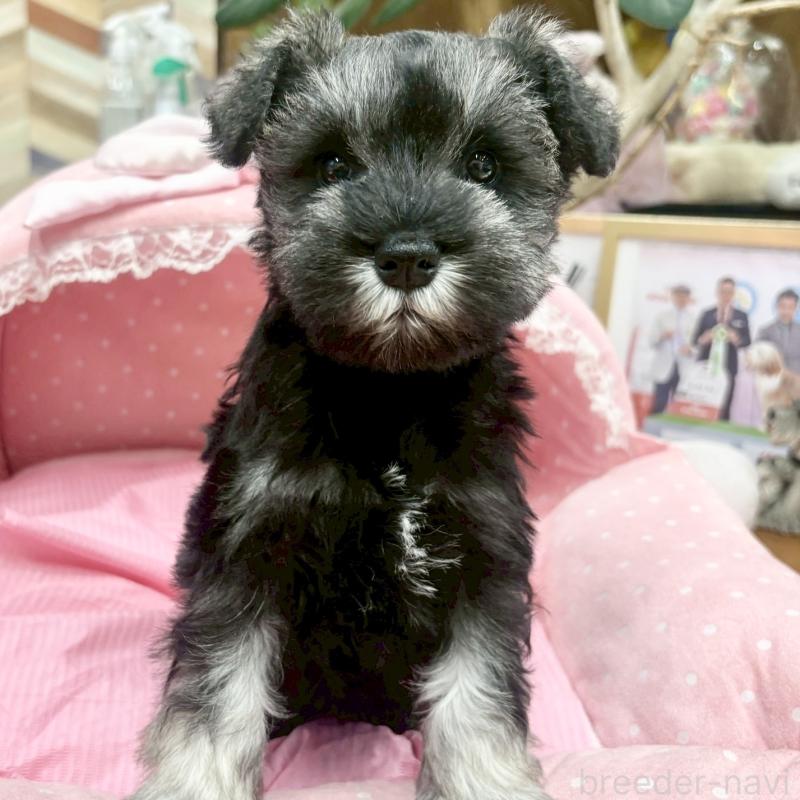 販売中の大阪府のミニチュアシュナウザー-427410の4枚目