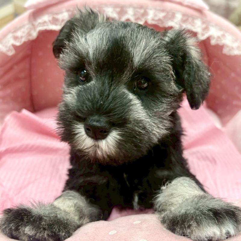 販売中の大阪府のミニチュアシュナウザー-427410の3枚目