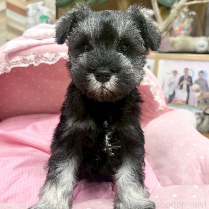 販売中の大阪府のミニチュアシュナウザー-427410の2枚目