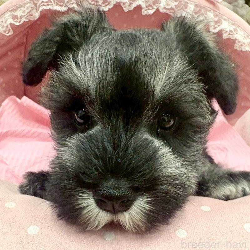 販売中の大阪府のミニチュアシュナウザー-427410