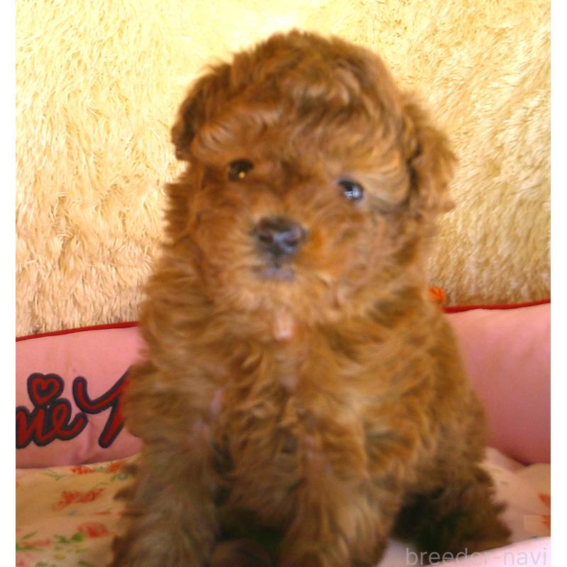 販売中の茨城県のトイプードル-427416の3枚目