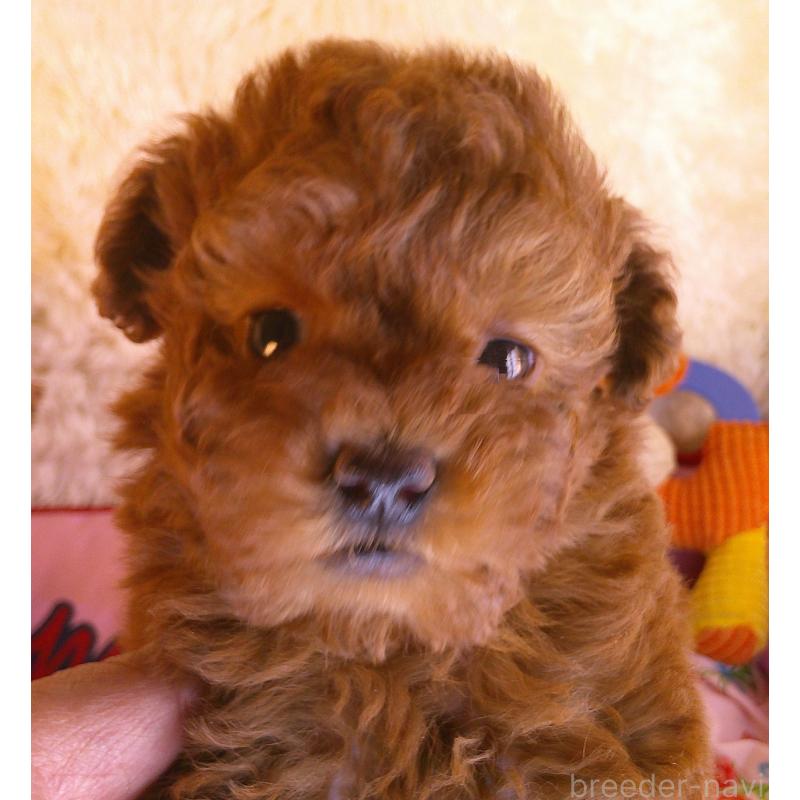 販売中の茨城県のトイプードル-427416の2枚目