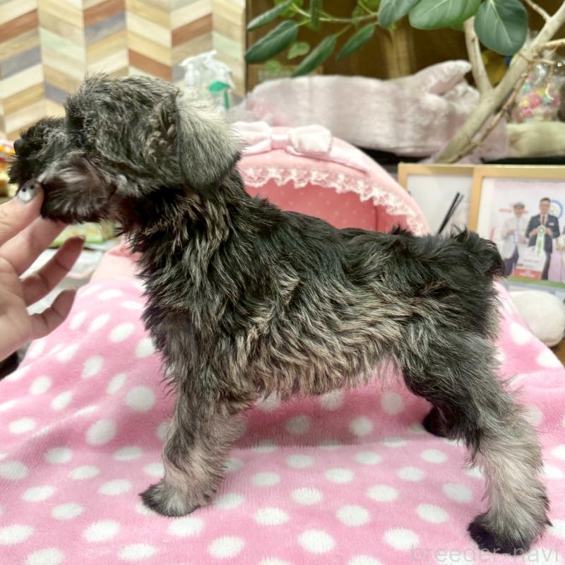 販売中の大阪府のミニチュアシュナウザー-427412の9枚目