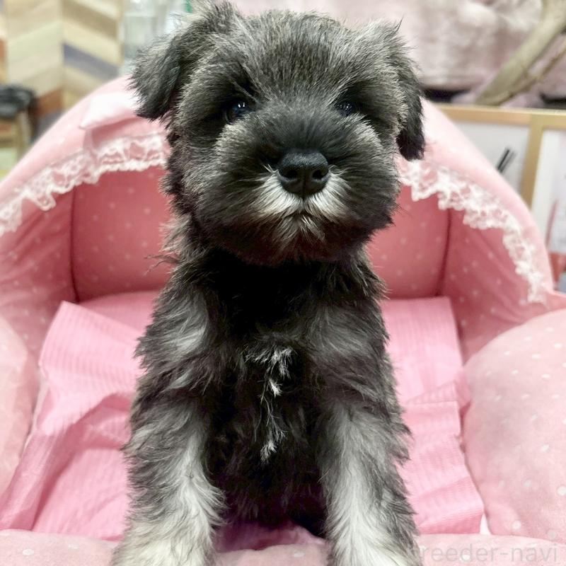 販売中の大阪府のミニチュアシュナウザー-427412の8枚目