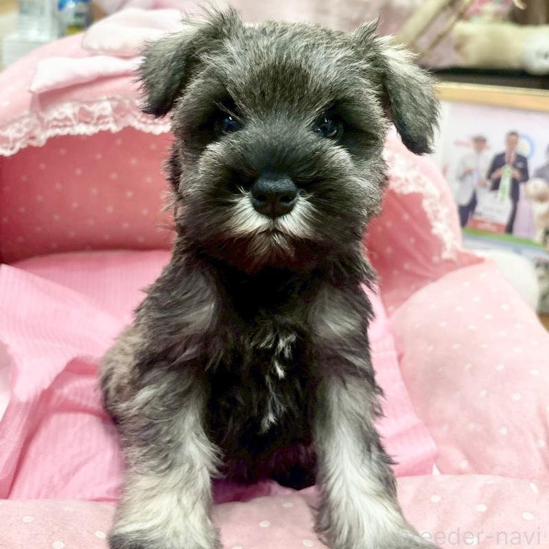 販売中の大阪府のミニチュアシュナウザー-427412の7枚目