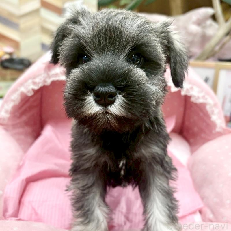 販売中の大阪府のミニチュアシュナウザー-427412の6枚目