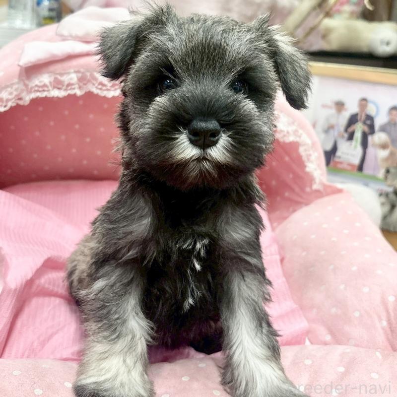 販売中の大阪府のミニチュアシュナウザー-427412の5枚目