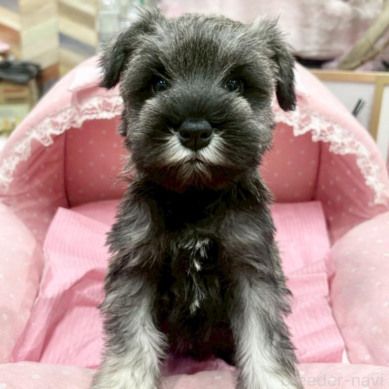 販売中の大阪府のミニチュアシュナウザー-427412の4枚目