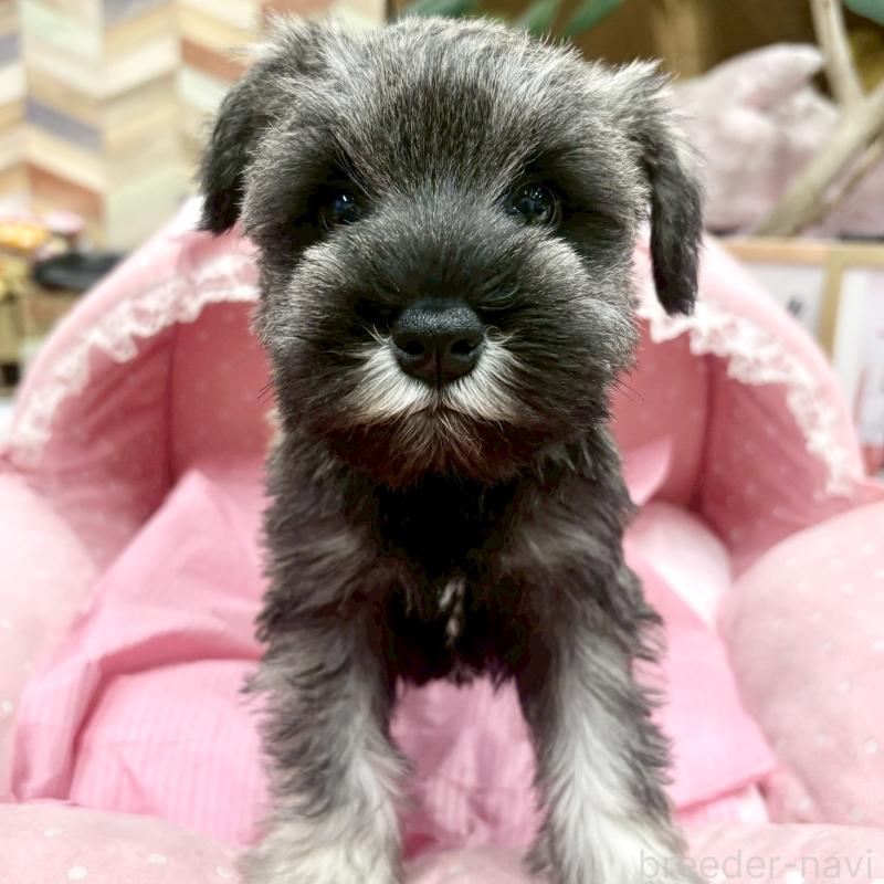 販売中の大阪府のミニチュアシュナウザー-427412の3枚目