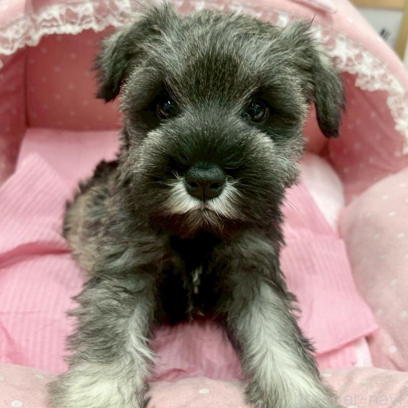 販売中の大阪府のミニチュアシュナウザー-427412の2枚目