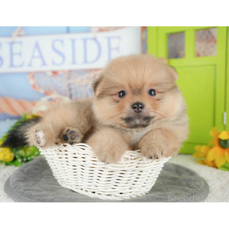 販売中の千葉県のポメラニアン-427422の10枚目
