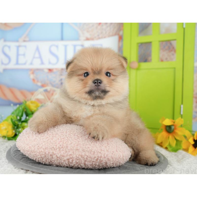 販売中の千葉県のポメラニアン-427422の9枚目