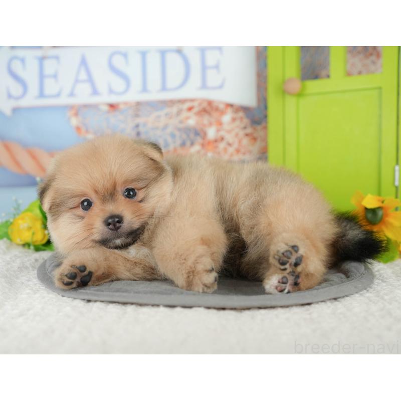 販売中の千葉県のポメラニアン-427422の8枚目