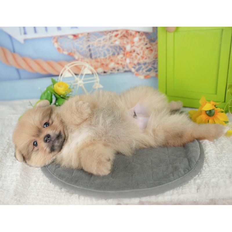 販売中の千葉県のポメラニアン-427422の7枚目