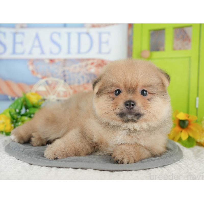 販売中の千葉県のポメラニアン-427422の6枚目