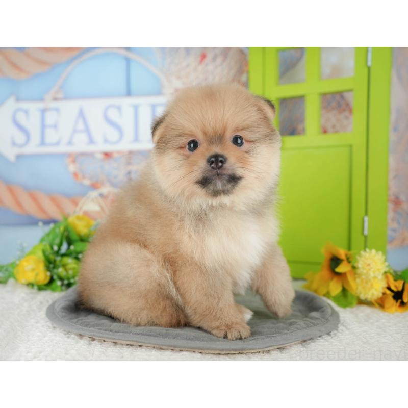 販売中の千葉県のポメラニアン-427422の5枚目
