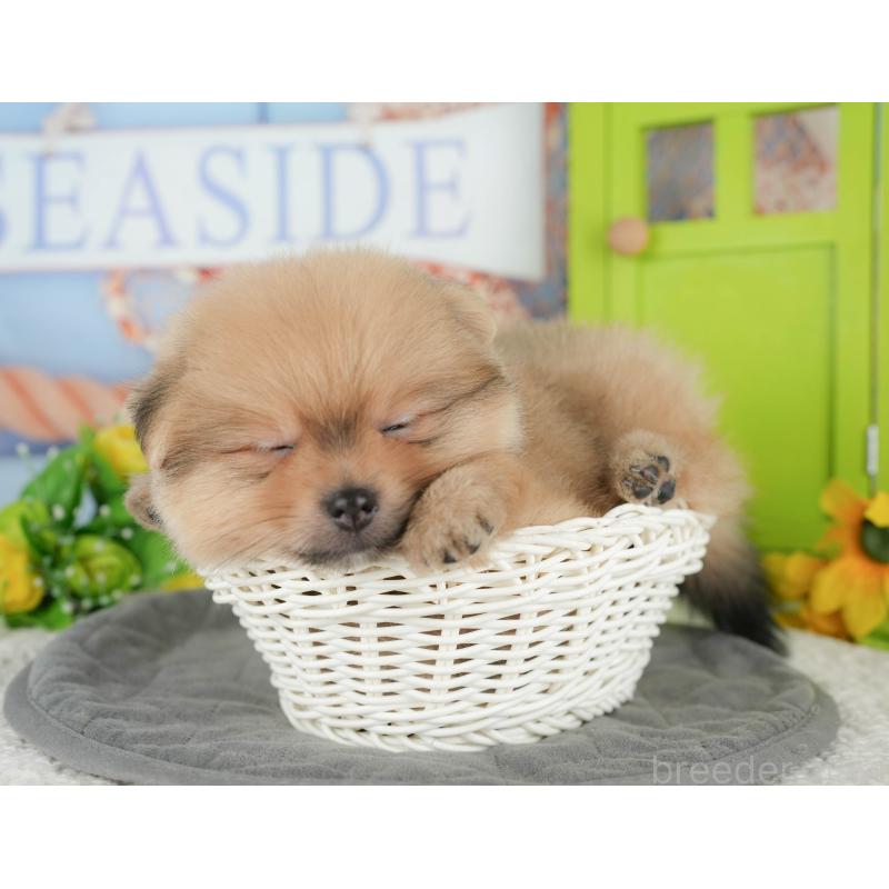 販売中の千葉県のポメラニアン-427422の4枚目