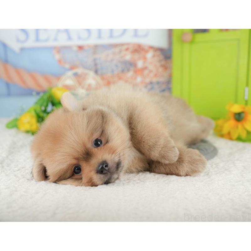 販売中の千葉県のポメラニアン-427422の3枚目