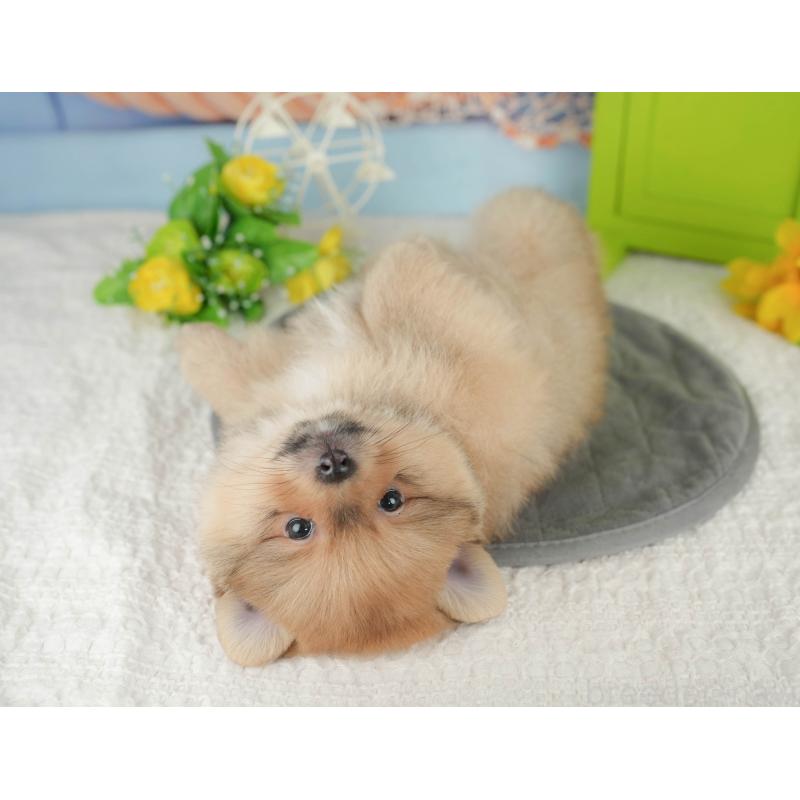 販売中の千葉県のポメラニアン-427422の2枚目