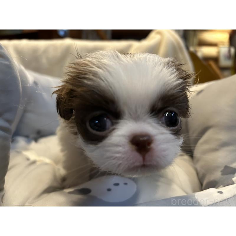 販売中の静岡県の狆 (チン)-427419