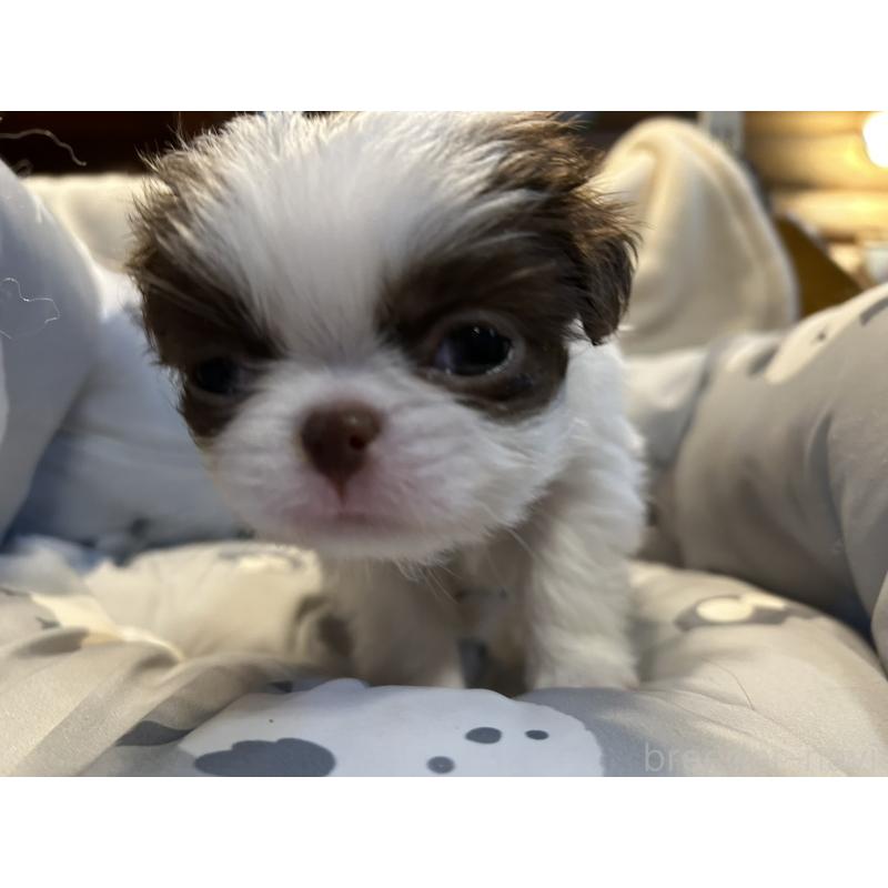 販売中の静岡県の狆 (チン)-427419の7枚目