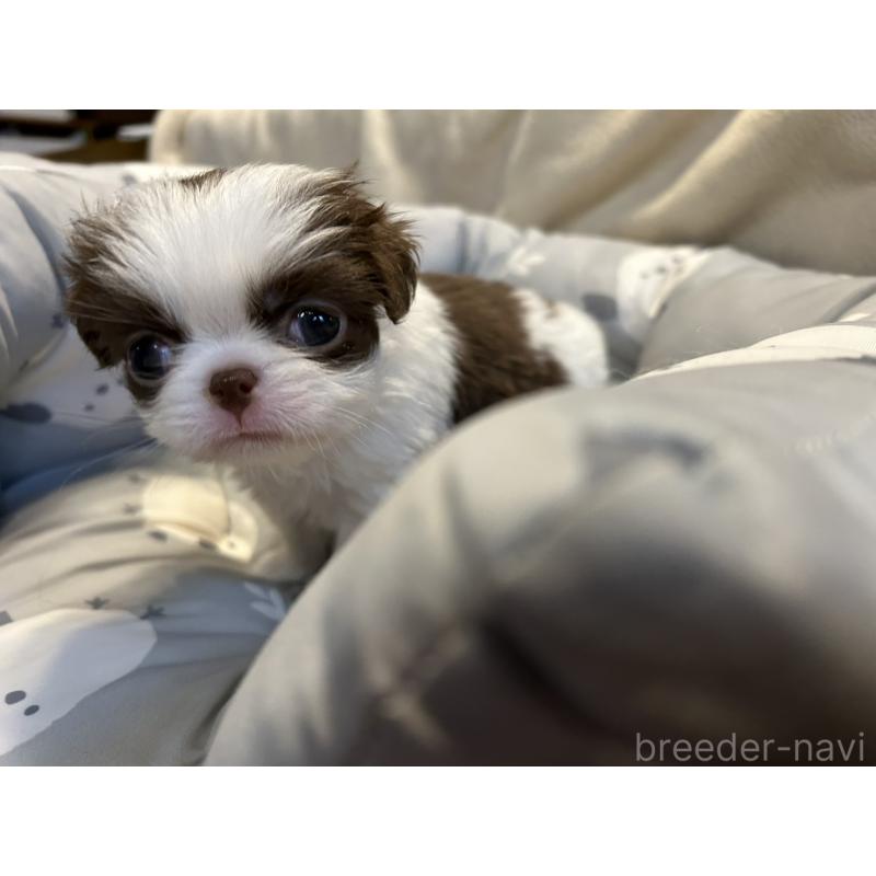 販売中の静岡県の狆 (チン)-427419の6枚目