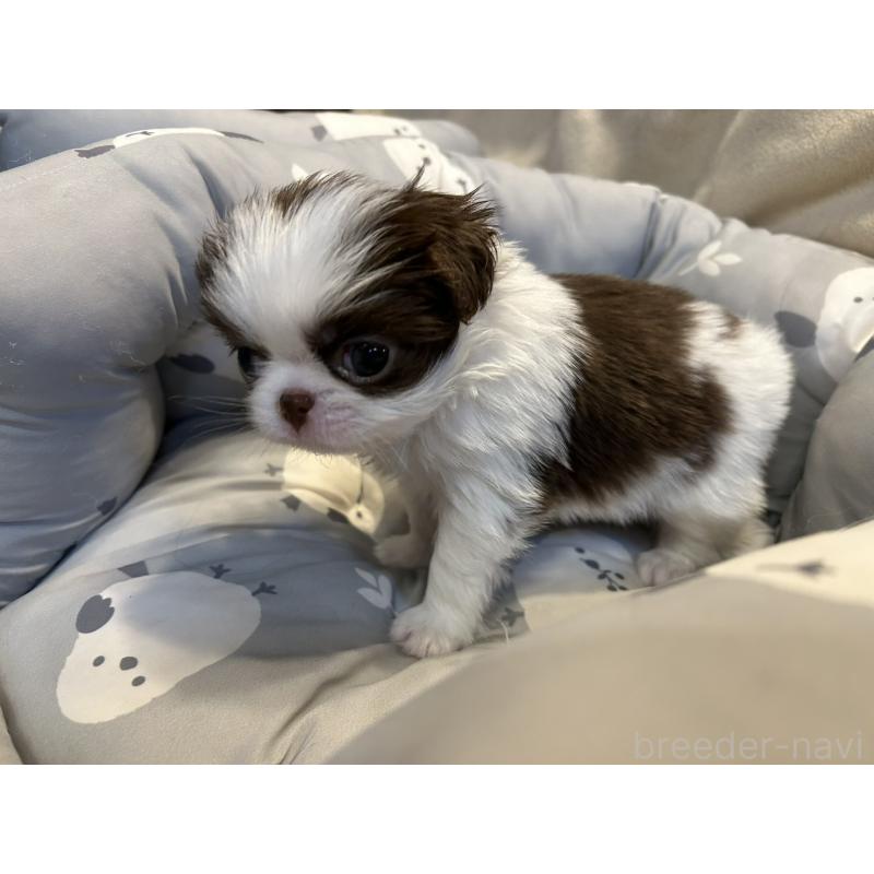 販売中の静岡県の狆 (チン)-427419の5枚目