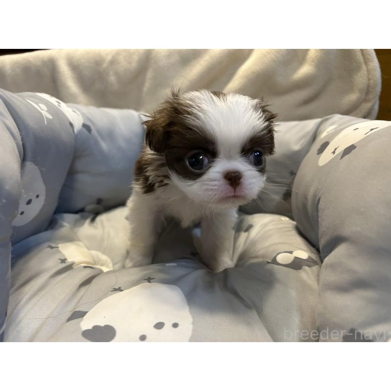 販売中の静岡県の狆 (チン)-427419の4枚目